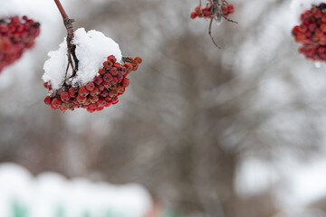 Clusters of red mountain ash, strewn with snow, on the branches of a tree. The red mountain ash is ripe and hanging on the branches. Brushes of rowan, red berries, contrast with white snow.