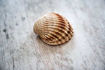 Close-up of yellow-orange seashell