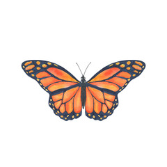 Watercolor butterfly isolated on white background. Bright monarch butterfly with orange wings. Hand painted clipart