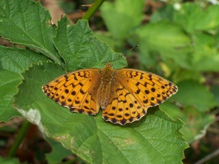 Obraz premium Butterfly sitting on green leaf