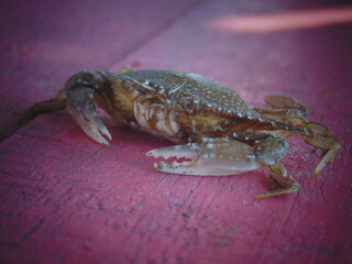 red crab on the beach