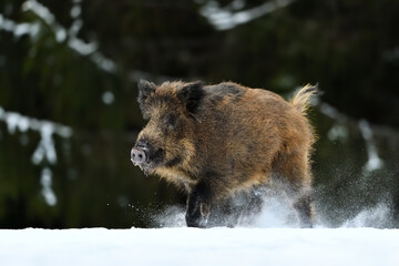 Wild boar running on the snow in the forest scenery