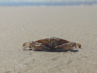 crab on the sand