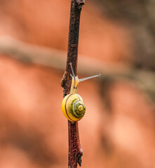Wstężyk ogrodowy (Cepaea hortensis) – ślimak należący do rodziny ślimakowatych. Występuje w Ameryce Północnej i w Europie, w tym na obszarze całej Polski.  © Mariusz