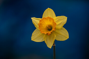Żonkile (narcissus jonqauilla) to kwiaty bardzo łatwe w uprawie, które nie mają szczególnych wymagań glebowych. Dobrze czują się na podłożu piaszczysto-gliniastym. W czasie wzrostu w okresie wiosennym - obrazy, fototapety, plakaty