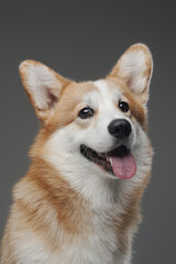 Glad corgi dog with white beige fur isolated on gray