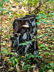 stump with tinder boxes in the forest - obrazy, fototapety, plakaty
