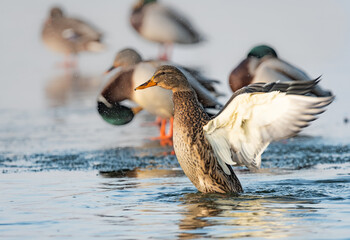 Kaczka Krzyżówka  © Mariusz