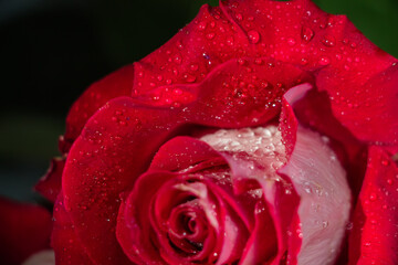 Beautiful red rose with water drops.
