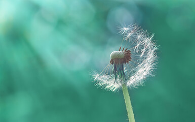 Dandelion with scattered seeds in selective focus on blurry background