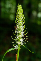 Ährige Teufelskralle