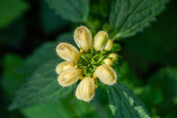 Taubnessel von oben betrachtet
