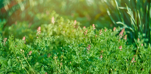 A green plant with small flowers in selective focus. Spring background