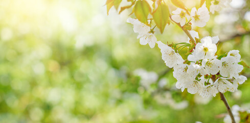branch of a cherry tree with flowers. Spring background