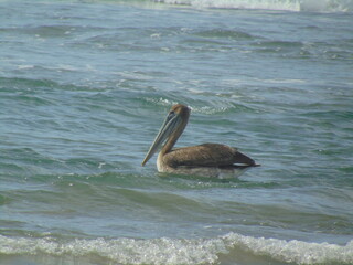 brown pelican on the beach