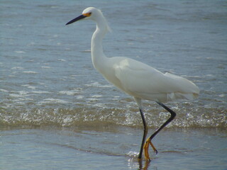 great white heron ardea cinerea