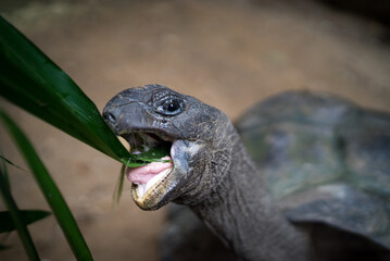 Feeding a Giant Tortoises in a park. Seychelles islands.