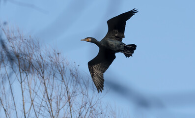 Komoran, bird, natur, tier, schnabel, wild lebende tiere, papageitaucher