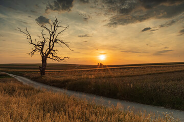 Stary uschnięty Dąb który rósł na polach Sułoszowej .Już niestety go nie ma.