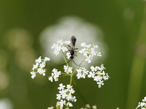 Exetastes calobatus - Ichneumon ou Gu&ecirc;pe parasito&iuml;de, insecte hym&eacute;nopt&egrave;re, corps filiforme enti&egrave;rement noir