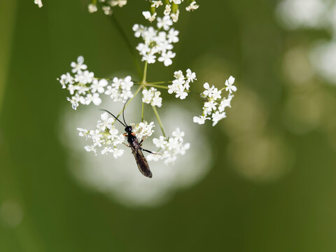 Exetastes calobatus | Gu&ecirc;pe parasite ou ichneumon. Hym&eacute;nopt&egrave;re au corps enti&egrave;rement noir sans t&acirc;che blanche sur le thorax, parties du f&eacute;mur et tibia rouge orang&eacute;, longues antennes noires et flexibles