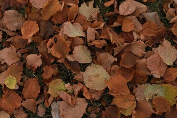 Foliage, yellow and red autumn leaves on the ground