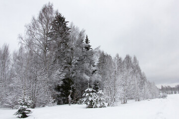 Spruce tree forest covered by snow in winter landscape