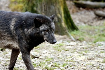Fototapeta premium loup