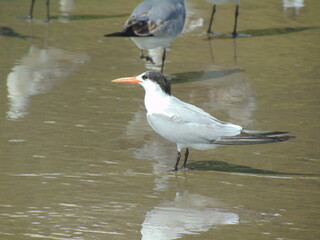 black headed gull