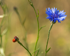 Fotografia powstała na polach małej wsi Sułoszowa. © Mariusz