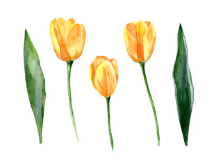 Yellow tulips isolated on white background. Set of watercolor illustrations. Spring, March 8, Mother's Day