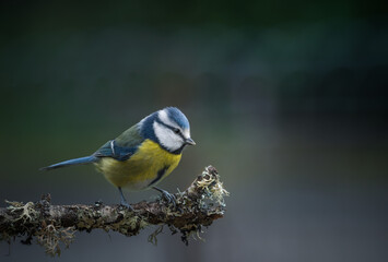 Blue tit perched on a branch in the garden