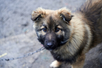 Brown dog on a chain looking at me