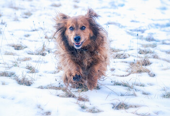 Long haired dachshund dog running in the snow
