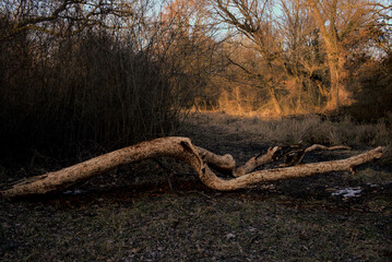 Tree bark strippe by beaver