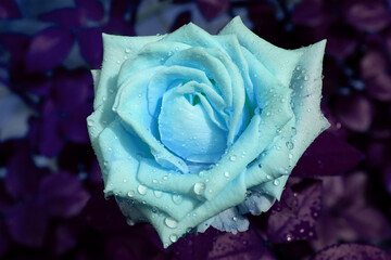 close-up beautiful rose with water drops