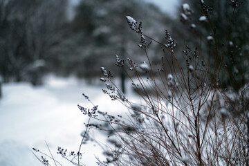 Winter snow-covered forest.