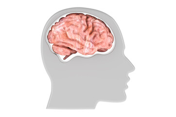 Head with brain, 3D rendering
