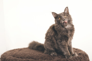 Pretty dark Maine Coon Cat puppy relaxing at home