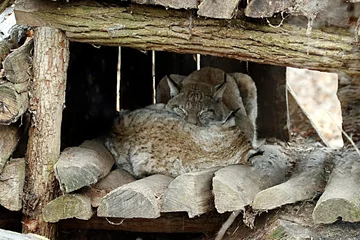 Crédence de cuisine en verre imprimé Lynx lynx