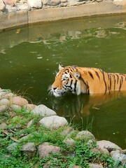 Tiger need some refreshment