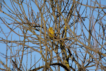 Golden bird between the branches