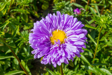 Obraz premium Aster in the flowerbed. Autumn flowers. Blurred background.