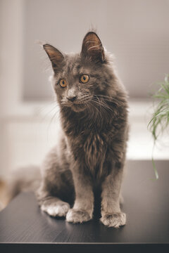 Pretty dark Maine Coon Cat puppy relaxing at home