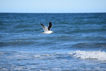 gaviota en el sur argentino