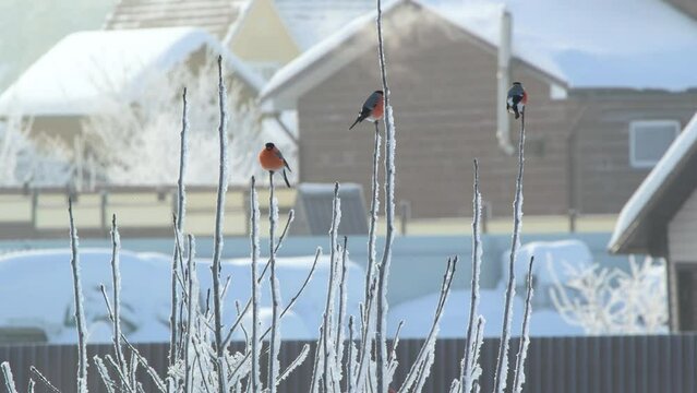 Bullfinches on a bush branches in winter. 4k footage
