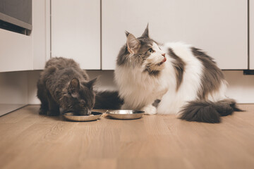 Couple of pretty Maine Coon Cat enjoying their meal