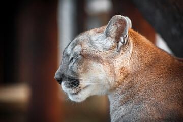 A cougar in the zoo. A wild cat in captivity. Portrait of an animal.