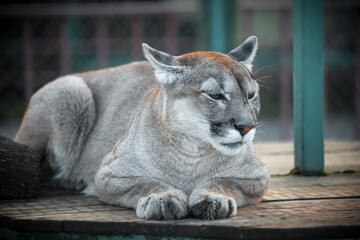 A cougar in the zoo. A wild cat in captivity. Portrait of an animal.