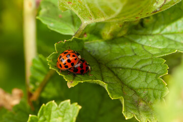 Fototapeta premium Kopulierende Marienkäfer